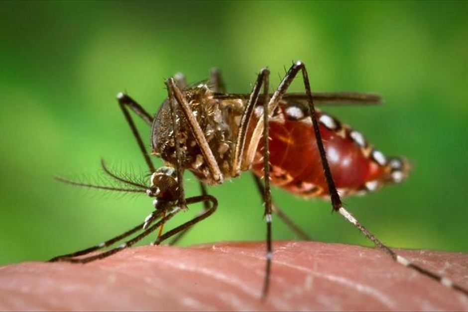 Nigeria far from eliminating malaria – WHO