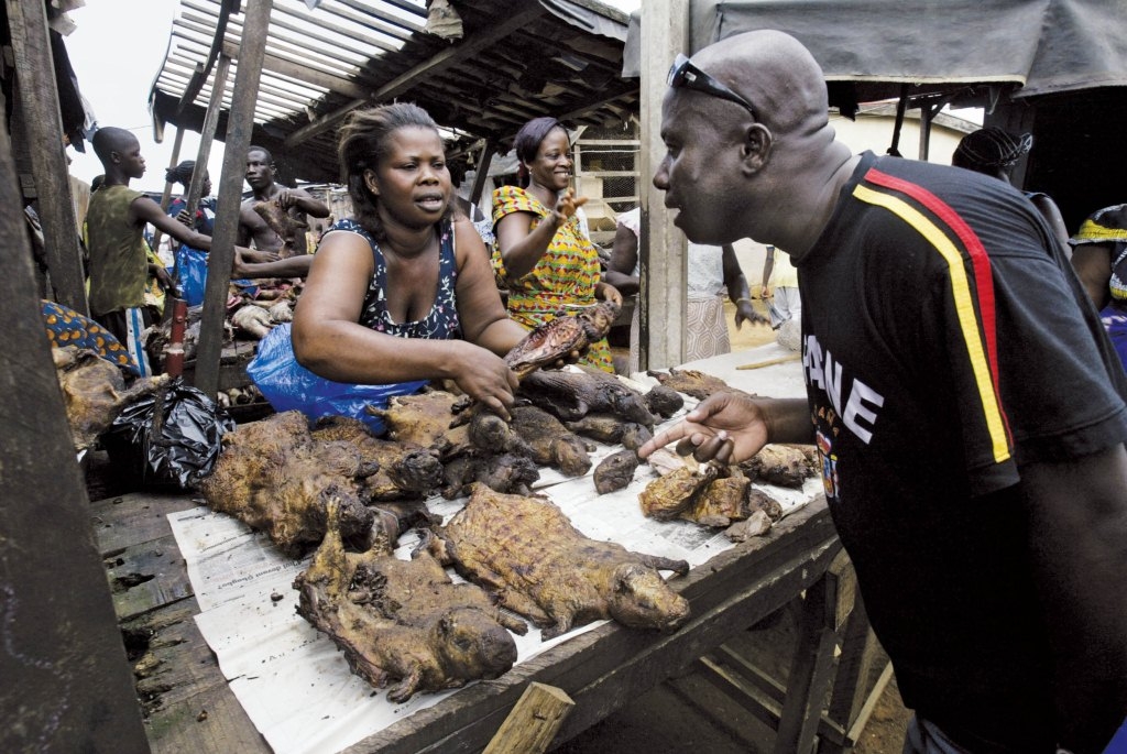 Bush meat hunters risk 10-yr jail term in Oyo
