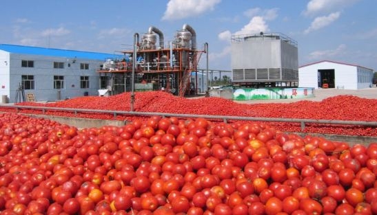 We will prioritize tomato paste processing – Buhari