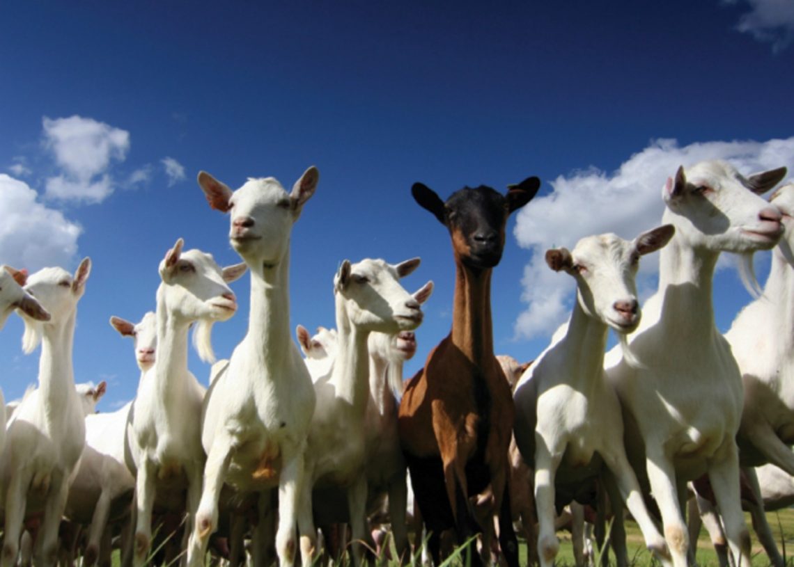 Zambia conducts census on goats