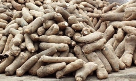 Nigeria emerges global leader in yam, melon, cocoa yam export
