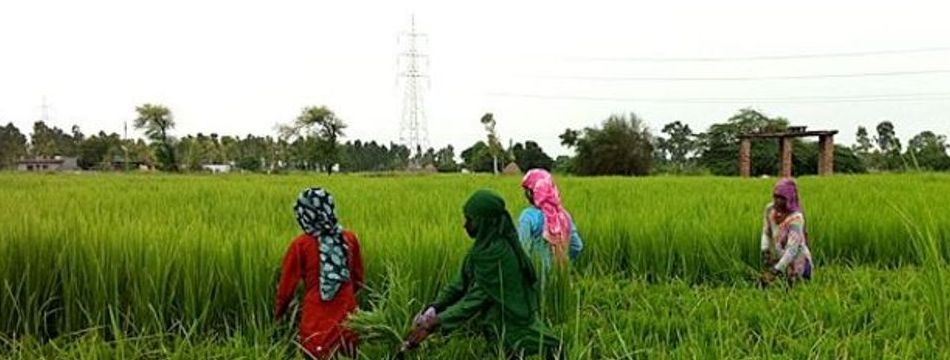 ImageFile: Gov. Okowa urges rice farmers to increase productivity