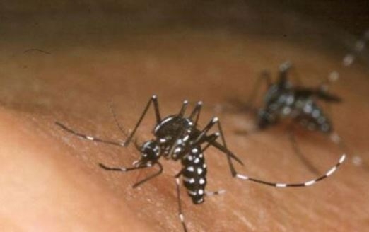 Zika virus: Tech firms to battle killer mosquitoes to a halt