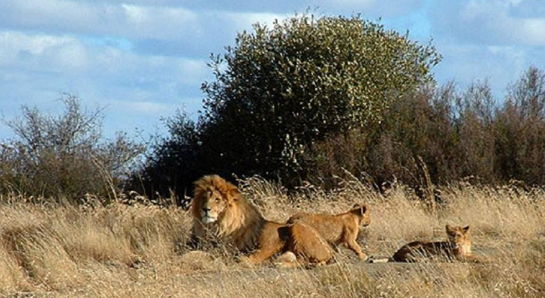 Police arrest seven after nine lions poisoned
