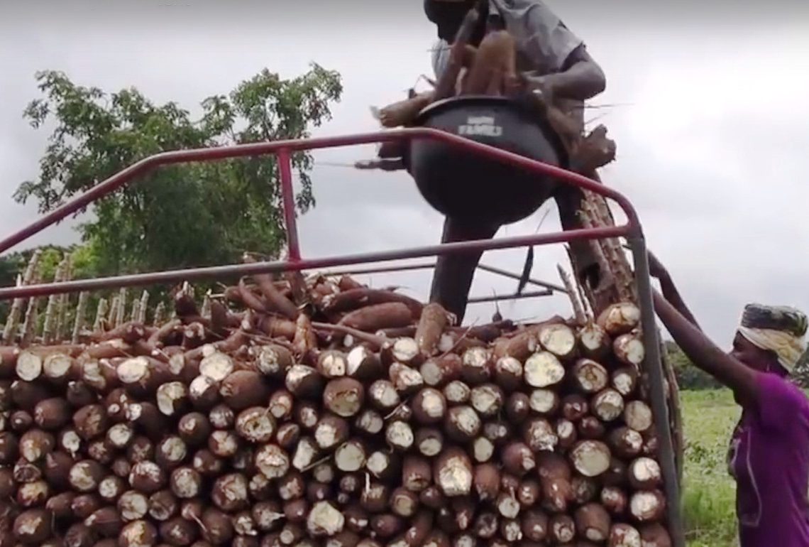 Nigeria can make billions from cassava export – expert