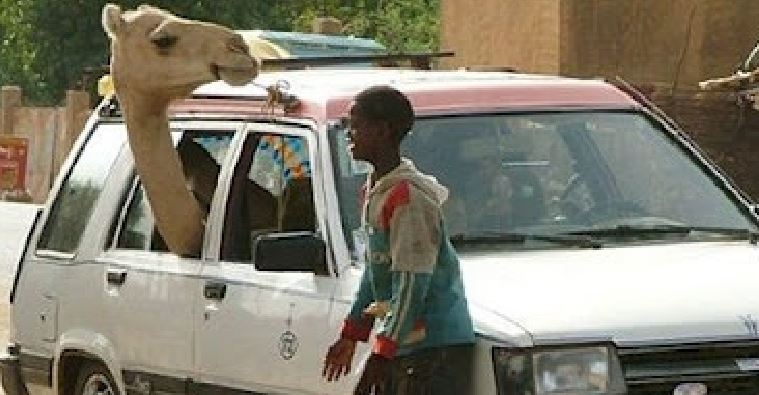 Camel attacks, kills 18 year old boy in Kebbi