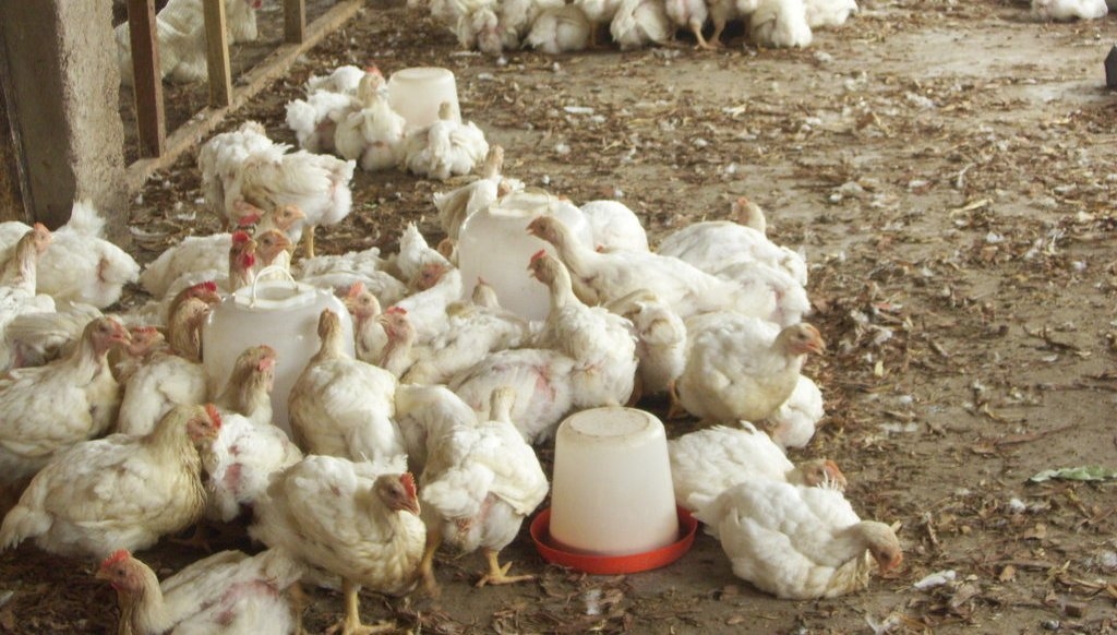 Yuletide: Poultry farmers happy over high patronage