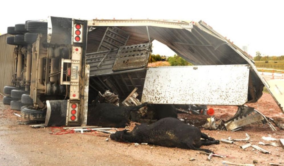 24 others escaped as trailer loaded with cows kills 3 in Kebbi