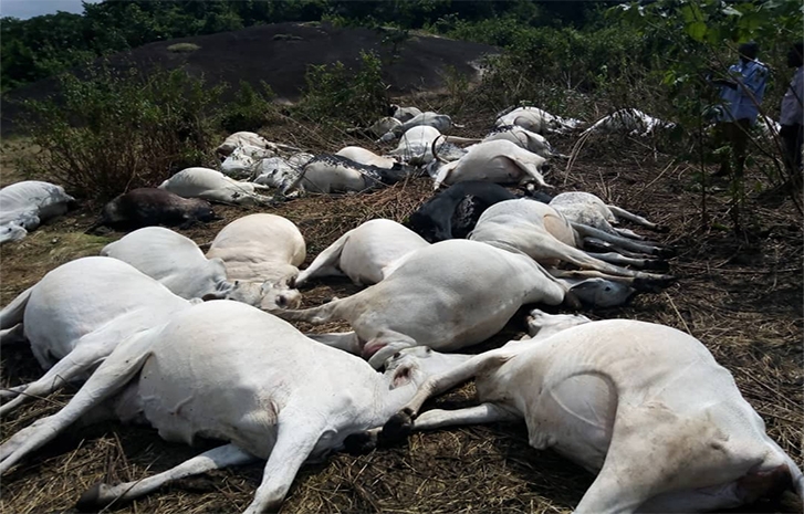 Lightning strike kills 19 cows in Osun community