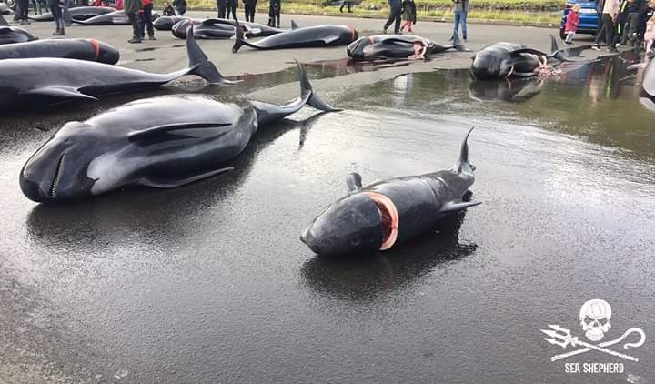 Gruesome slaughter: Locals kill 98 whales in one big swoop [SEE PHOTOS]