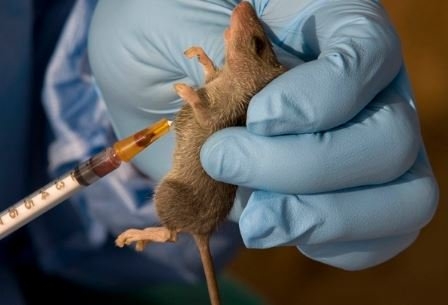 Two doctors, 14 others die of Lassa fever in Bauchi