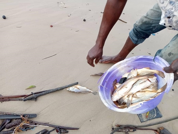 Panic as strange dead fishes litter Bayelsa coastline