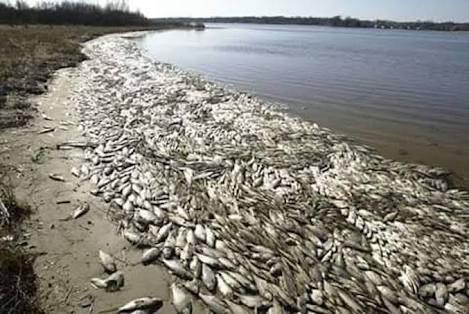 CSOs, environmentalists reject NOSDRA’s report on dead fishes along Niger Delta coastline