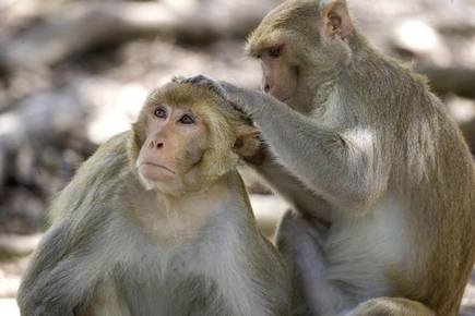 Monkeys attack lab assistant, escape with COVID-19 samples