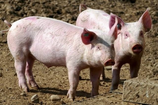 BREAKING: Pig disease breaks out in Delta State