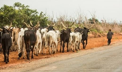 Why cow meat is expensive – MACBAN