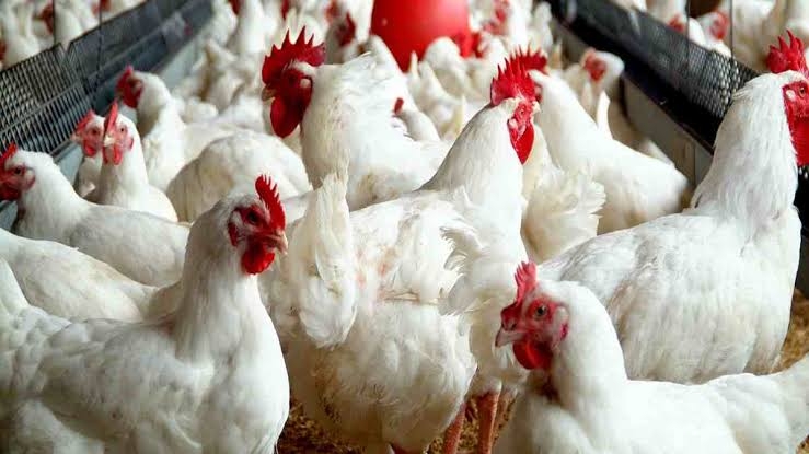 Poultry industry to shut down by Jan