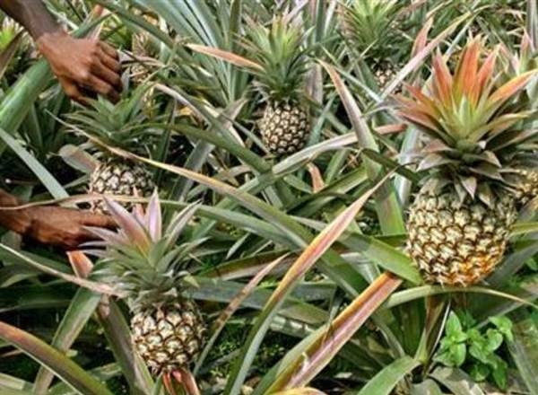 pineapple mitigates effects of COVID-19