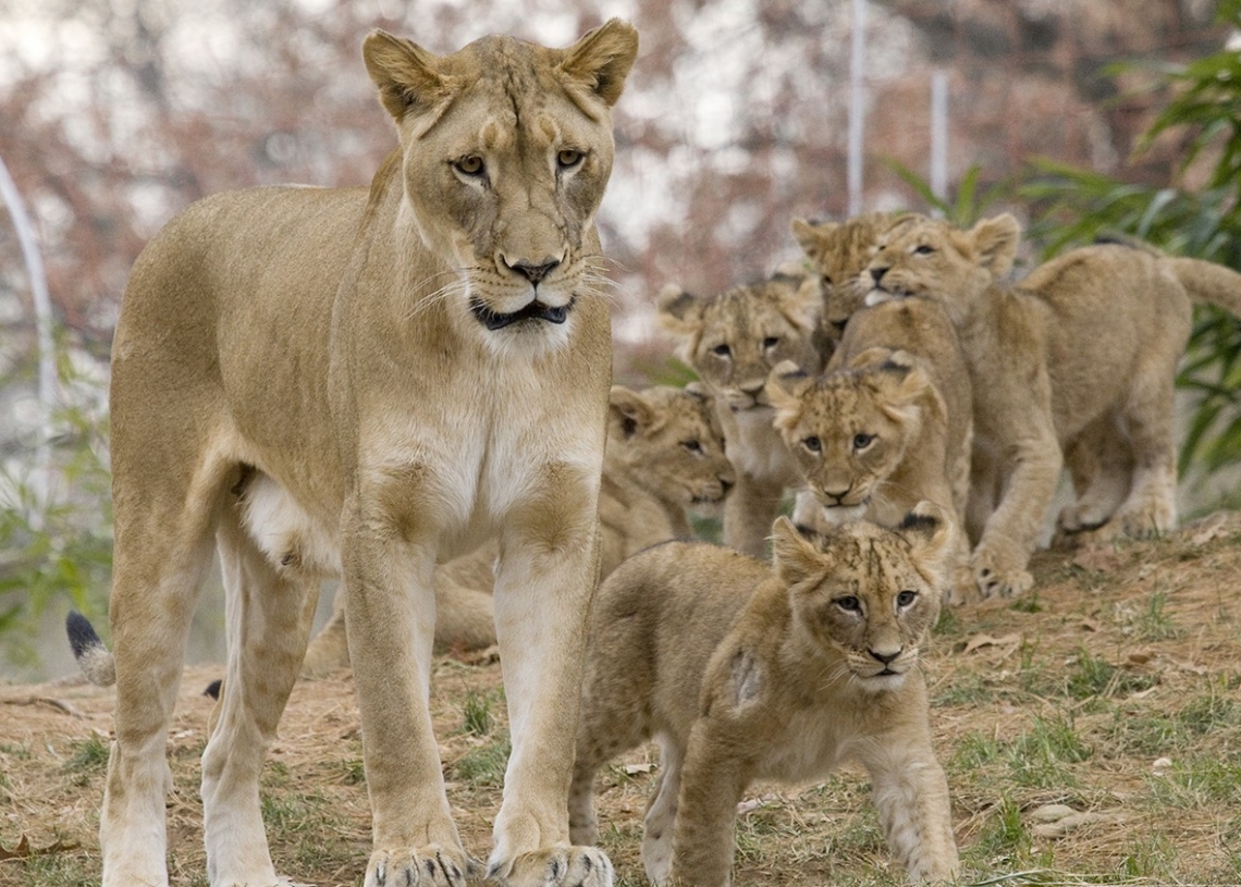 Philanthropist adopts three lions from Imo zoo