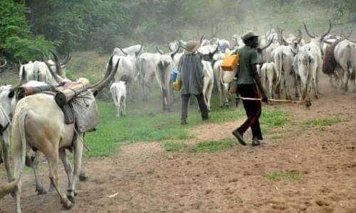 Jihadists' threat: Delta youths to enforce ban on open grazing in 48 hours