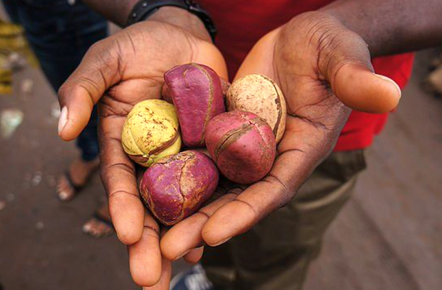 What Kola Nut Means Traditionally In Igboland Ohaneze Ndigbo what-kola-nut-means-traditionally-in-igboland-ohaneze-ndigbo