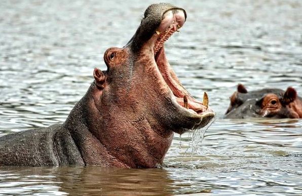 Hippopotamus spits out 2-year-old child after swallowing him