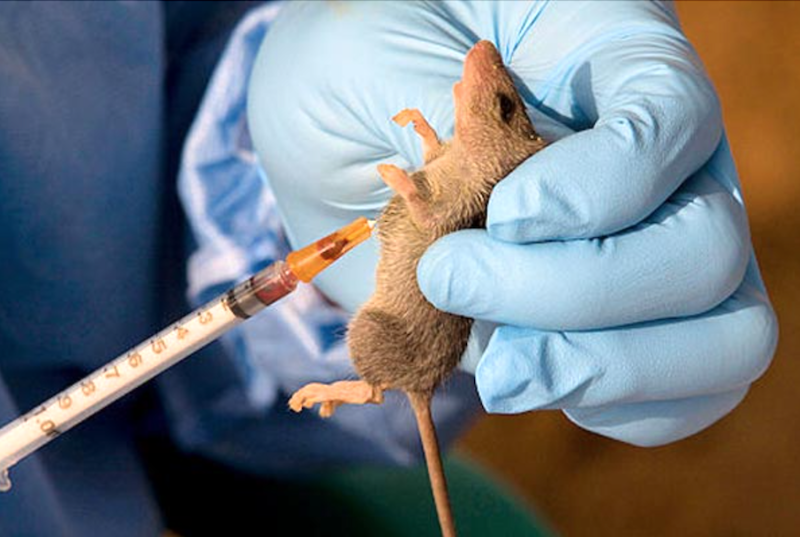 NMA worried over spread of Lassa fever among health workers
