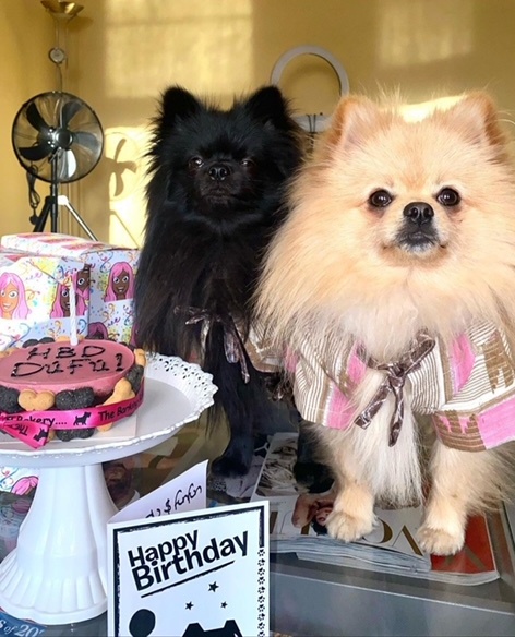 DOG: Cuppy celebrates two years birthday of her ‘Pomeranian sons’