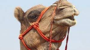 Camel chews off its owner's head, beaten to death by angry villagers