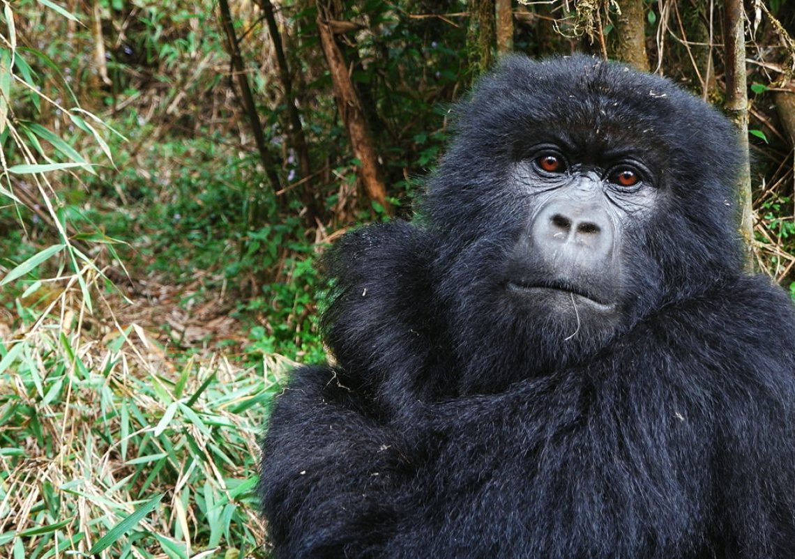 Cross River gorillas will boost local tourism if protected, says Wild Africa Fund