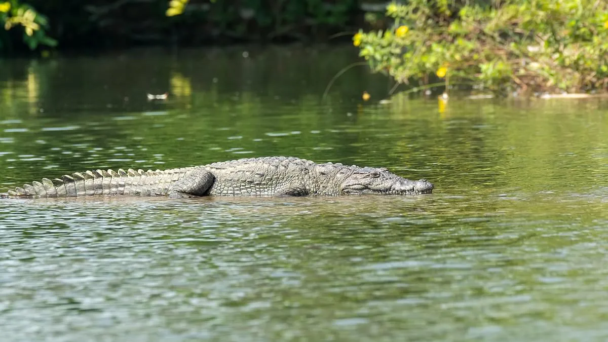 WICKEDNESS! Mother throws her disabled son, 6, into a crocodile-infested river